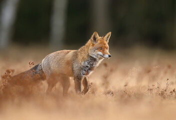 Red Fox ( Vulpes vulpes ) close up