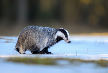Badger close up ( Meles meles )