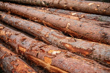 Firewood timber logging. Lumber stacked firewood. Logging lumber. Timber wood background. Background of stack wood log. Wood log ready for winter. Wooden stump background. Mass deforestation