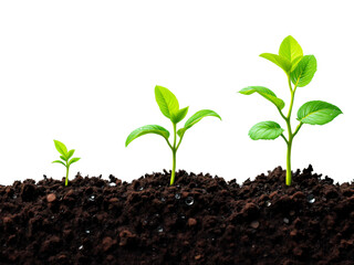 Three Stages of Plant Growth in Rich Soil