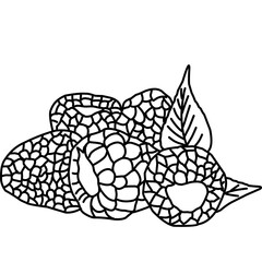 raspberries outline on isolated white