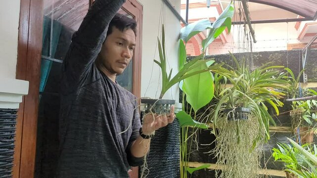 A Southeast Asian man examining growing, orchid vanda plant in a home garden, hobbies, small business, 4K Video