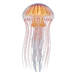 Stunning Jellyfish Image