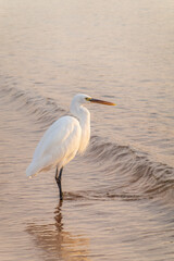 Great egret (Ardea alba), a medium-sized white heron fishing on the sea beach