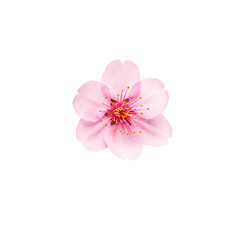 Fototapeta premium Pink Cherry Blossom Flower