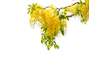Golden shower or cassia fistula leave and flower transparent background for decoration	
