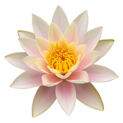 Pink Water Lily Flower - HD Image