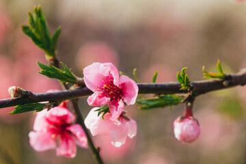 Close-up of a branch of a blossoming peach with pink petals and stamens, the background is a...
