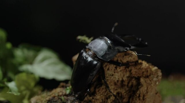 Dorcus titanus typhon. Serrognathus titanus is a species of beetle in the family Lucanidae.