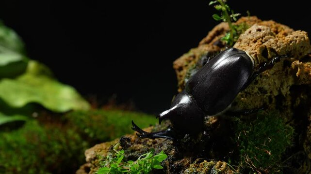 Japanese beetles are walking down a hill. kabutomushi beetle Japanese. Rhinoceros beetle. Allomyrina dichotomous septentrionalis.