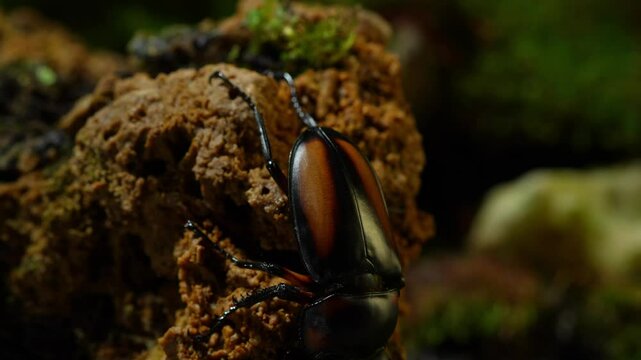 Thai Golden Hart Stag Beetle. Rhaetulus crenatus speciosus. Area collect North Thailand. The beetle walks down the rocky hill.