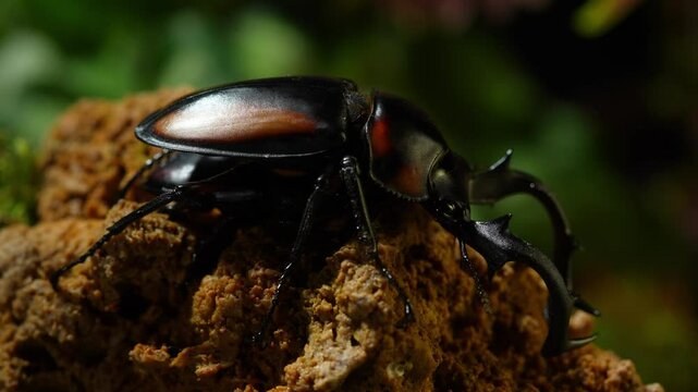 Thai Golden Hart Stag Beetle. Rhaetulus crenatus speciosus. Area collect North Thailand. Male and female beetles in mating season.