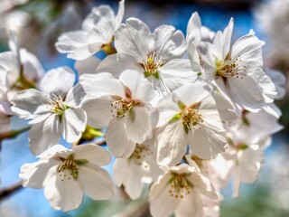 4월의 벚나무 꽃 