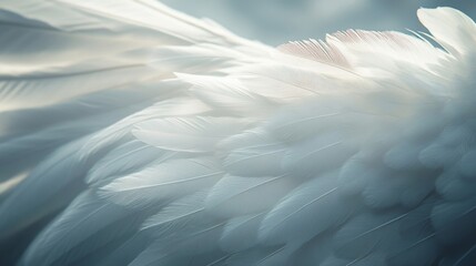 Fototapeta premium Close Up of Soft White Feathered Wings with Abstract Texture in Gentle Light