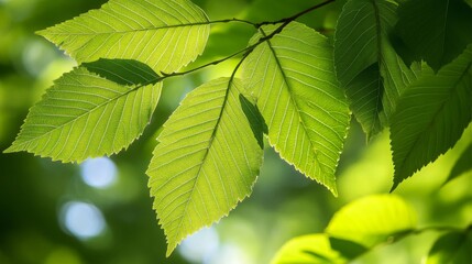 Close up of Vibrant Green Leaves Glowing in Sunlight with Bokeh Background