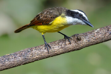 Great kiskadee (Pitangus sulphuratus), Sarapiqui, Costa Rica. Selective focus on bird's eye