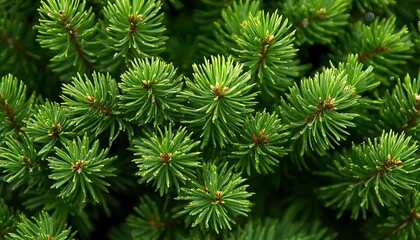 Fir Tree Branches Closeup