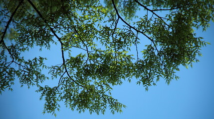 青空に広がる新緑の枝