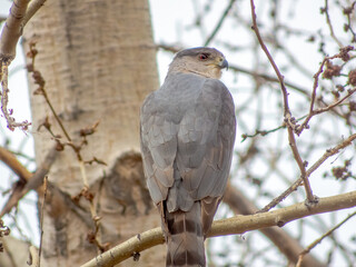 A hawk with grey back feathers and a light underside perches on a bare tree branch, looking to the right. The background is softly blurred.