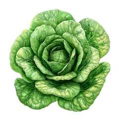 Fototapeta premium Vibrant Green Lettuce: A Fresh and Healthy Vegetable. Perfect for Salads and Cooking, this image showcases the beauty of nature's bounty.