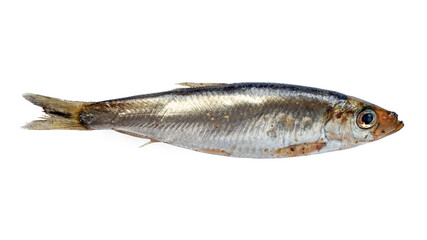 One salted sprat fish isolated on a white background. Marinated sprats of spicy salting.