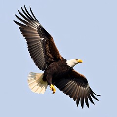 Fototapeta premium Bald Eagle Soaring Gracefully Across Clear Blue Sky