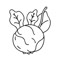 kohlrabi icon, kohlrabi line art - simple line art of kohlrabi, perfect for kohlrabi logos and icons