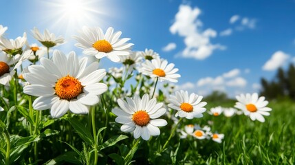Fototapeta premium Vibrant Wildflowers in a Picturesque Field Under Brilliant Blue Sky with Sunlight and Fluffy Clouds