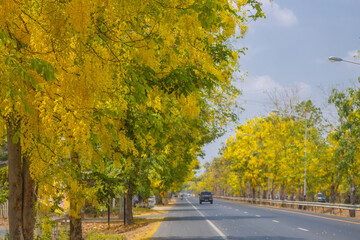Naklejka premium The beauty of the Cassia flowers in Thailand can be found in abundance around March-April, especially along highways and rural roads