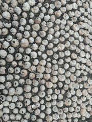 gray wall with sea rapan shells as background