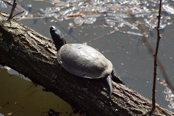 Fototapeta premium The turtle warms itself in the sun's rays. This is the first time it has been out in the fresh air since winter.