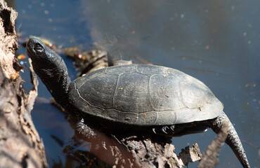 Obraz premium The turtle warms itself in the sun's rays. This is the first time it has been out in the fresh air since winter.