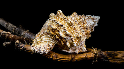Giant Frog Snail on Branch: Textured Shell on Black Backdrop