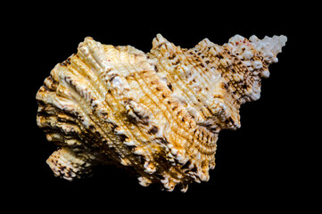 Giant Frog Snail Shell Isolated: Detailed Texture on Black Background