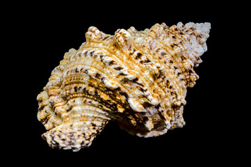Giant Frog Snail Shell Isolated: Detailed Texture on Black Background