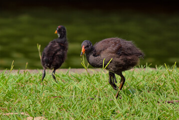 Swamphen Chicks in Natural Habitat