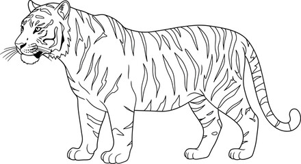 Obraz premium Striped Tiger Coloring Sheet Outline Showing Pattern On Body Tail Printable Childrens Big Cat Jungle Art