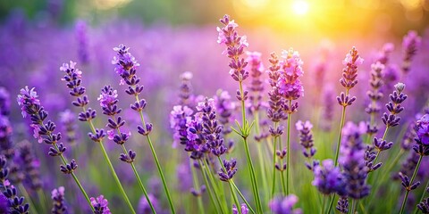 Naklejka premium Vintage Lavender Field Photography, Purple Flowers, Green Background, Retro Floral Image, Botanical Art Print