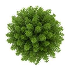 Fototapeta premium Top View Lush Green Tree: Nature Stock Image