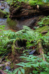 夏の森の中にある川