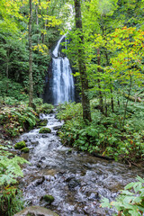 夏の森の中にある川
