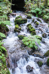 夏の森の中にある川