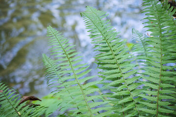 川辺にあるシダ植物