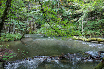 夏の森の中にある川