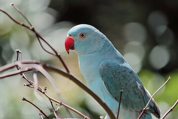 Blue Indian Ringneck Parrot Looking Away on Tree Branch