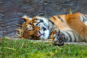 Fototapeta premium Sleeping Tiger at Australia Zoo