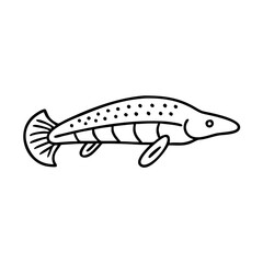 bichir icon, bichir line art - simple line art of bichir, perfect for bichir logos and icons