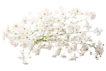 Delicate dry Gypsophila flowers arranged in a natural, loose cluster with small isolated on white background-