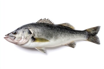 Fototapeta premium A whole fresh sea bass, laying flat on a white background.