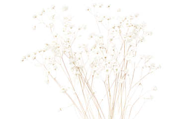 A simple composition of Gypsophila dried flowers, with a light, isolated on white background